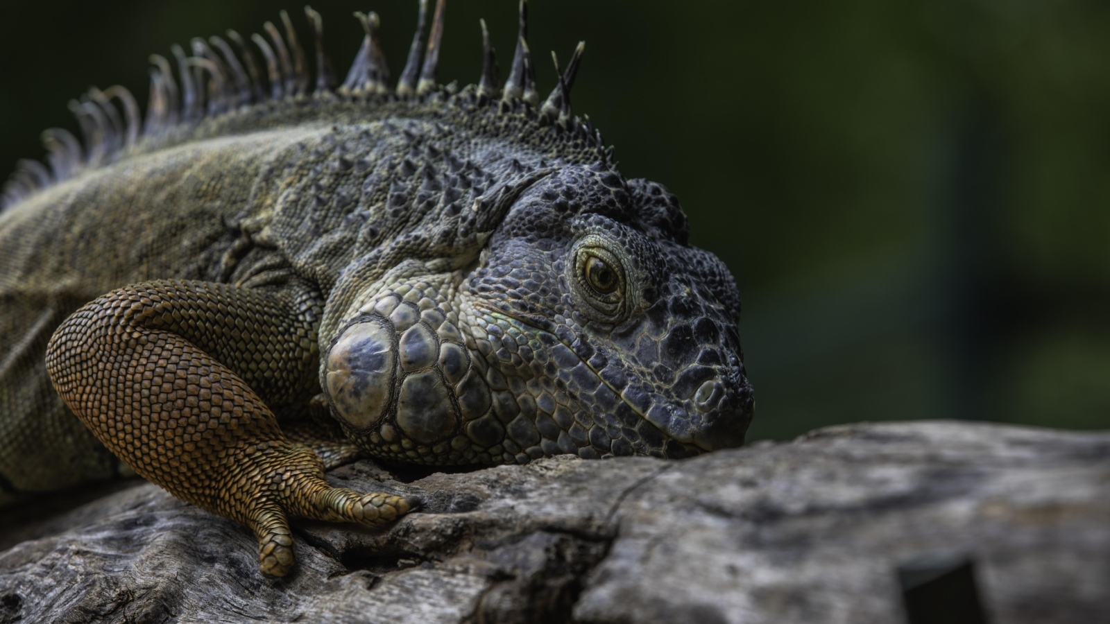 Большая игуана на старом дереве