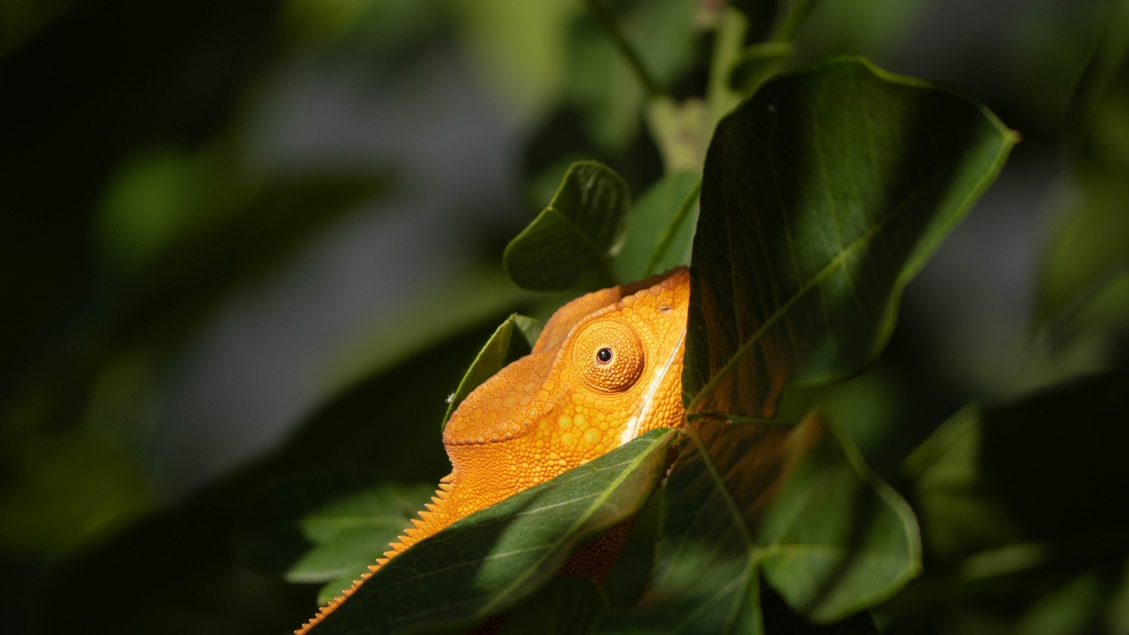 Оранжевый хамелеон в зеленых листьях