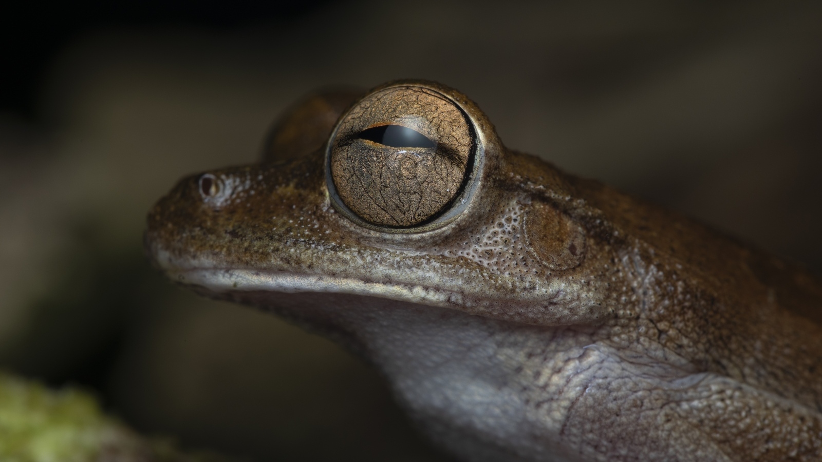 Жаба с большими глазами