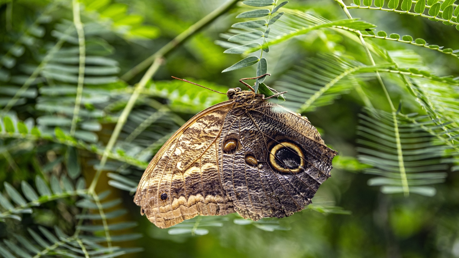 Большая коричневая бабочка сидит на зеленой ветке
