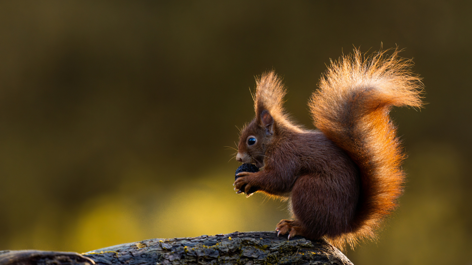 Маленькая белка в пушистым хвостом грызет орех