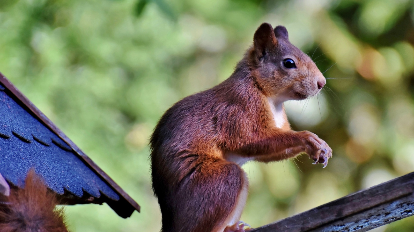 Красивая рыжая белка сидит на ветке
