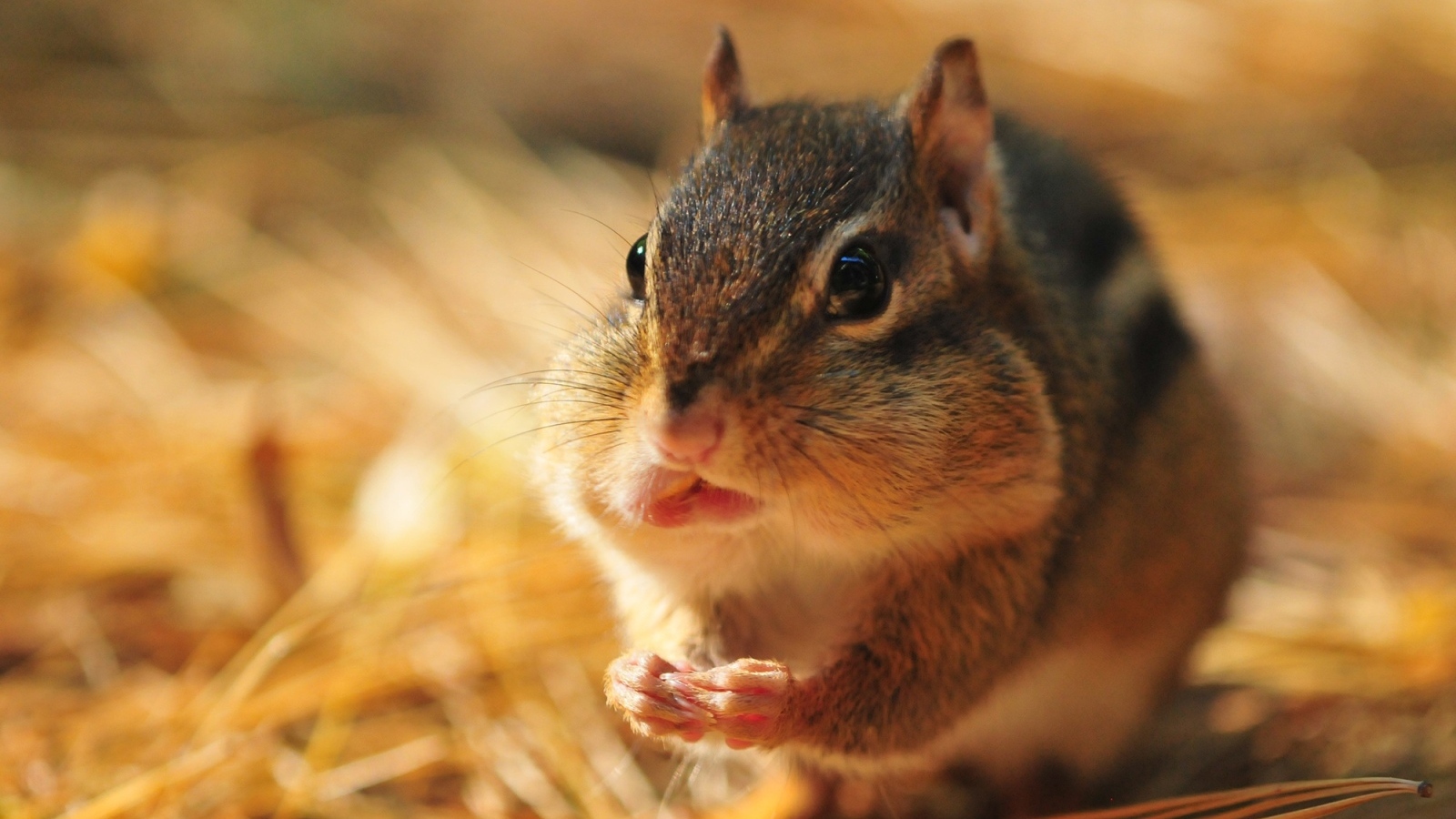 Бурундук с набил рот орехами