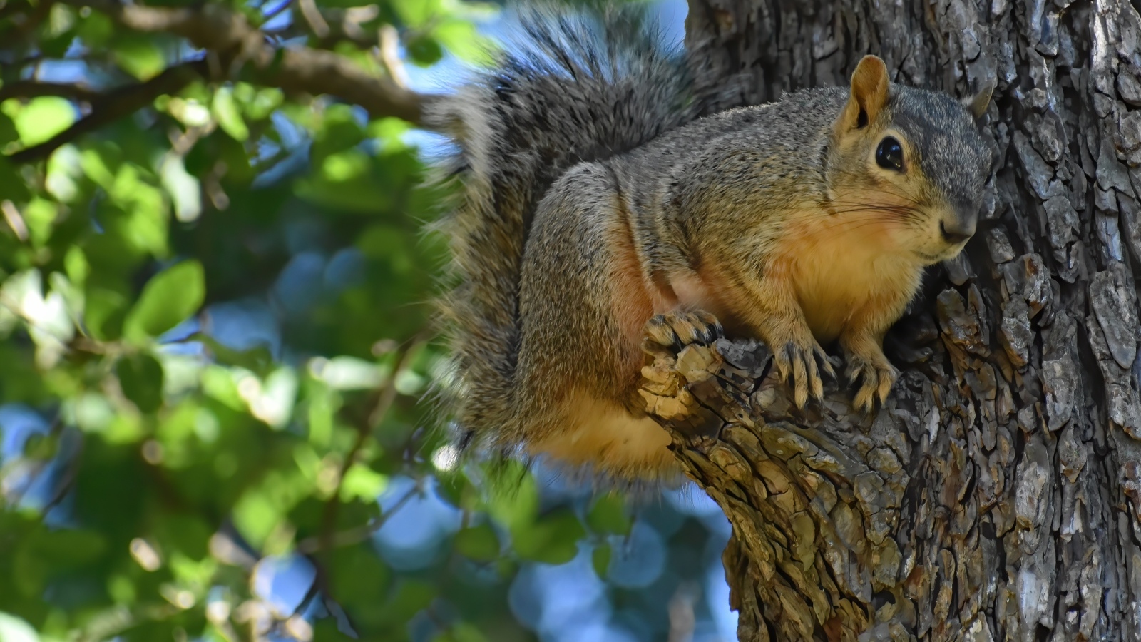 Любопытная белка на ветке дерева