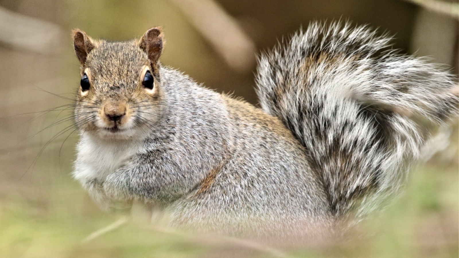 Забавная серая белка крупным планом