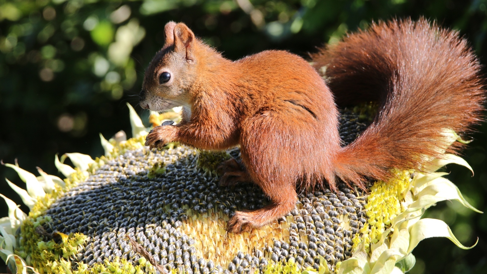 Маленькая белка грызет семечки на подсолнухе