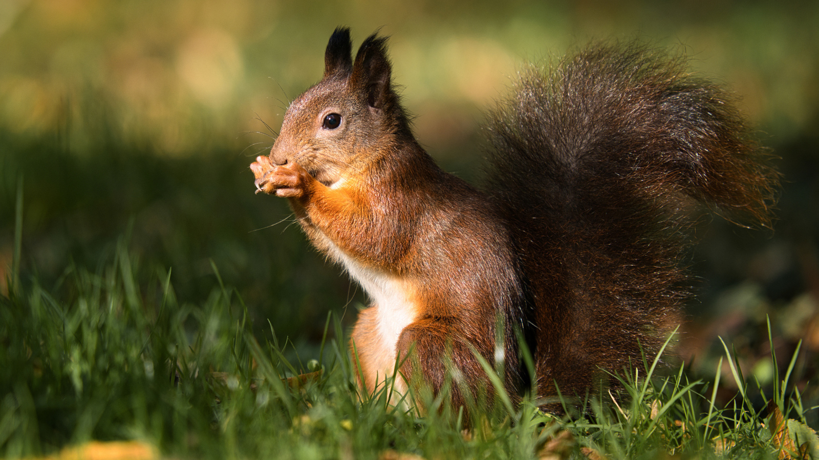 Рыжая белка сидит в зеленой траве