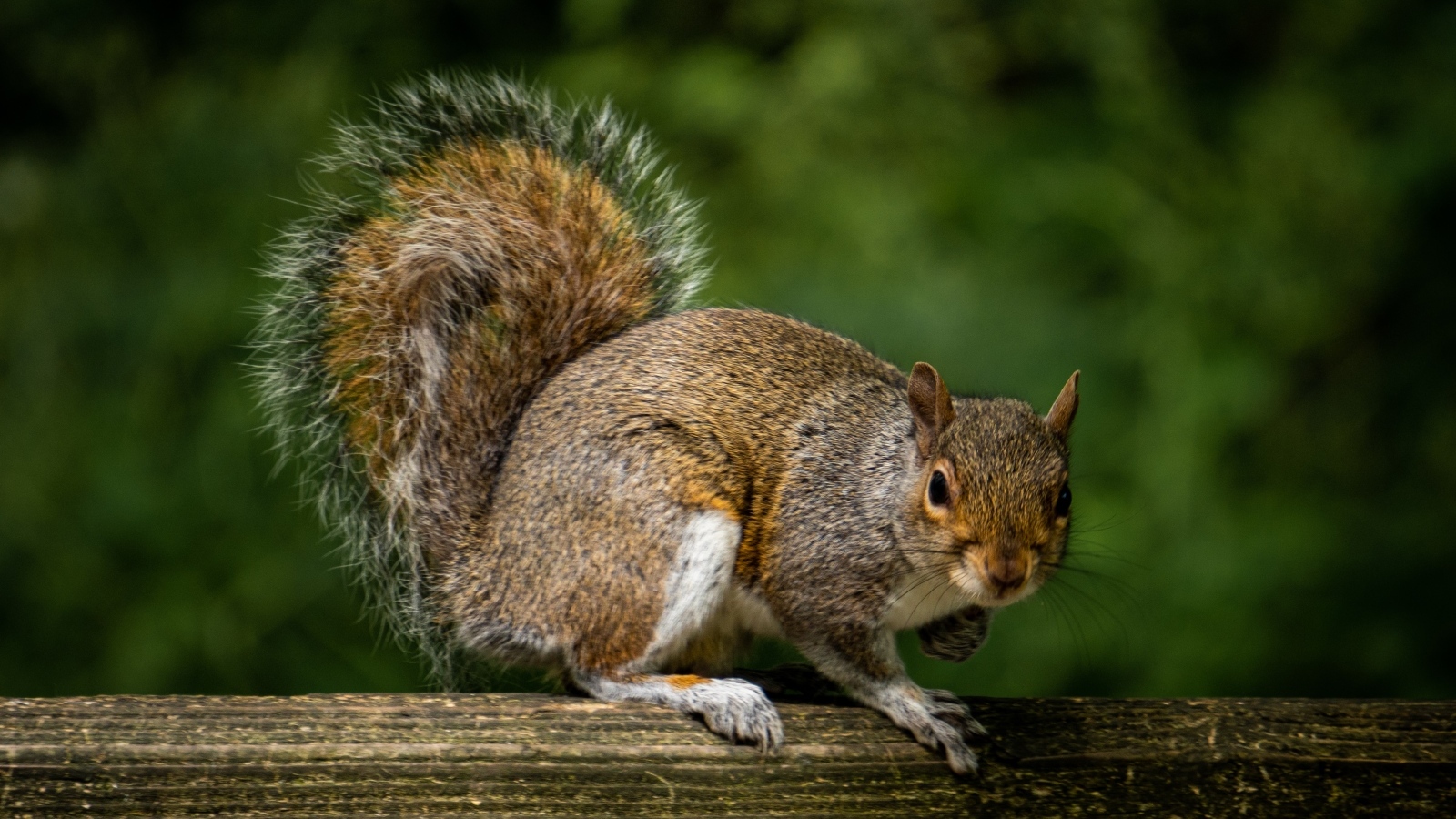 Белка с большим пушистым хвостом