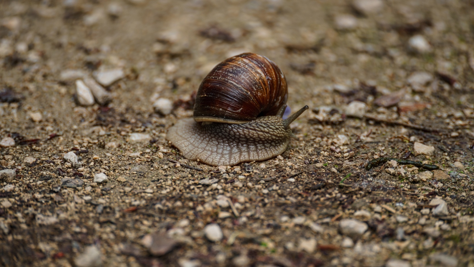 Большая улитка ползет по земле 