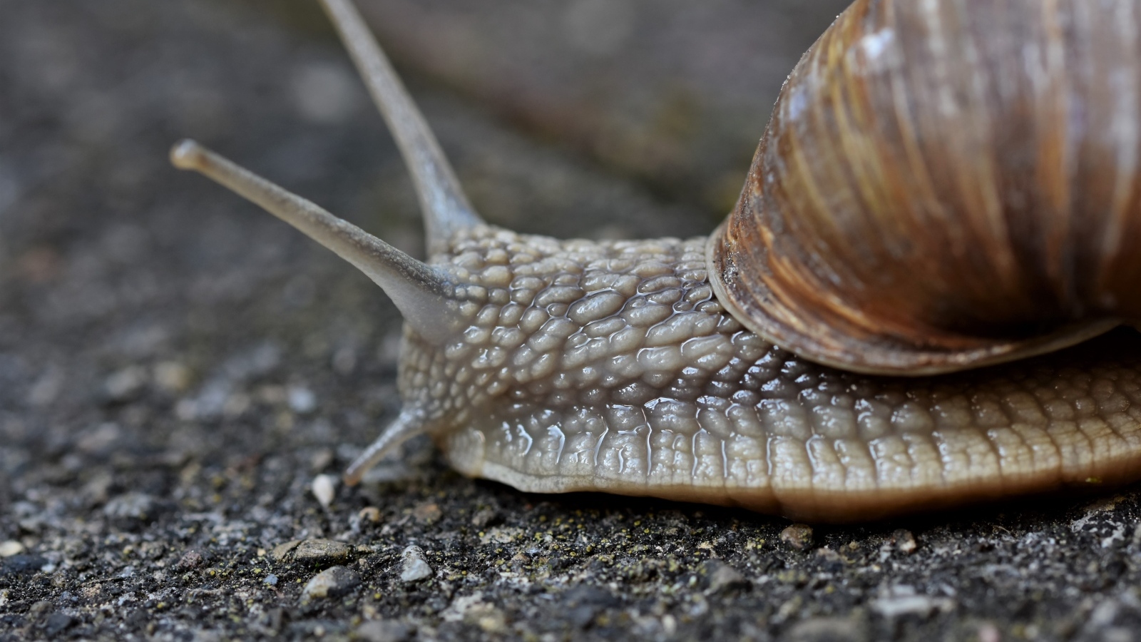 Улитка с большими усиками ползет по асфальту