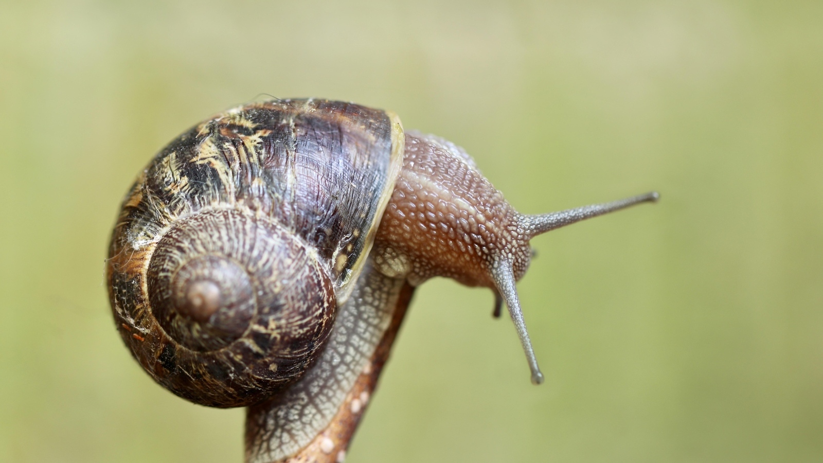 Большая улитка сидит на ветке дерева 