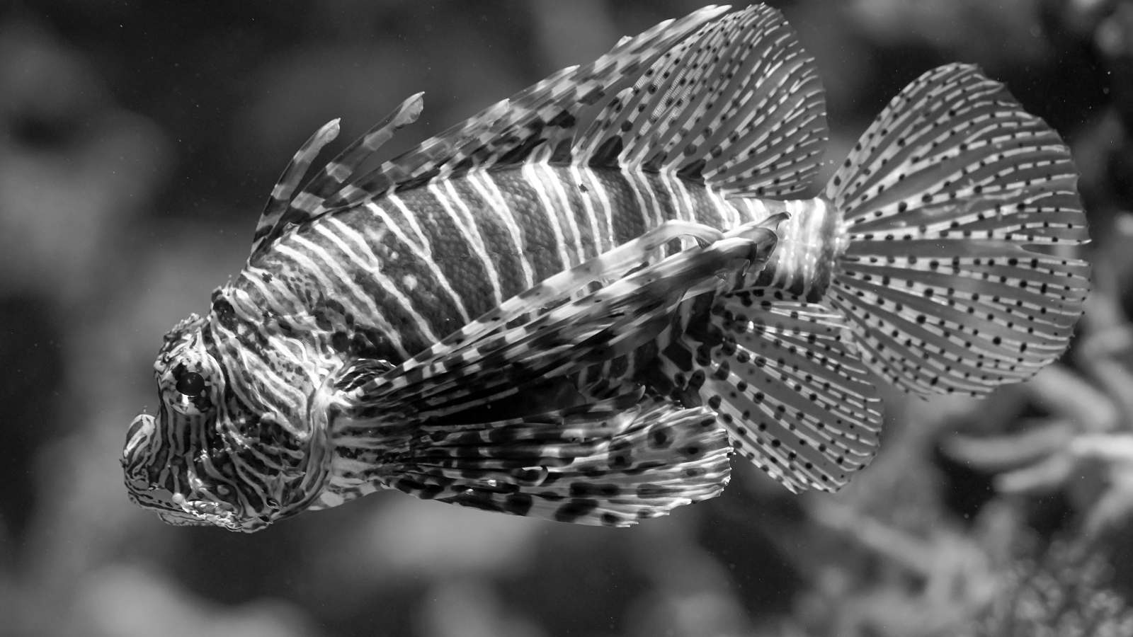 Красивая полосатая рыба  в аквариуме