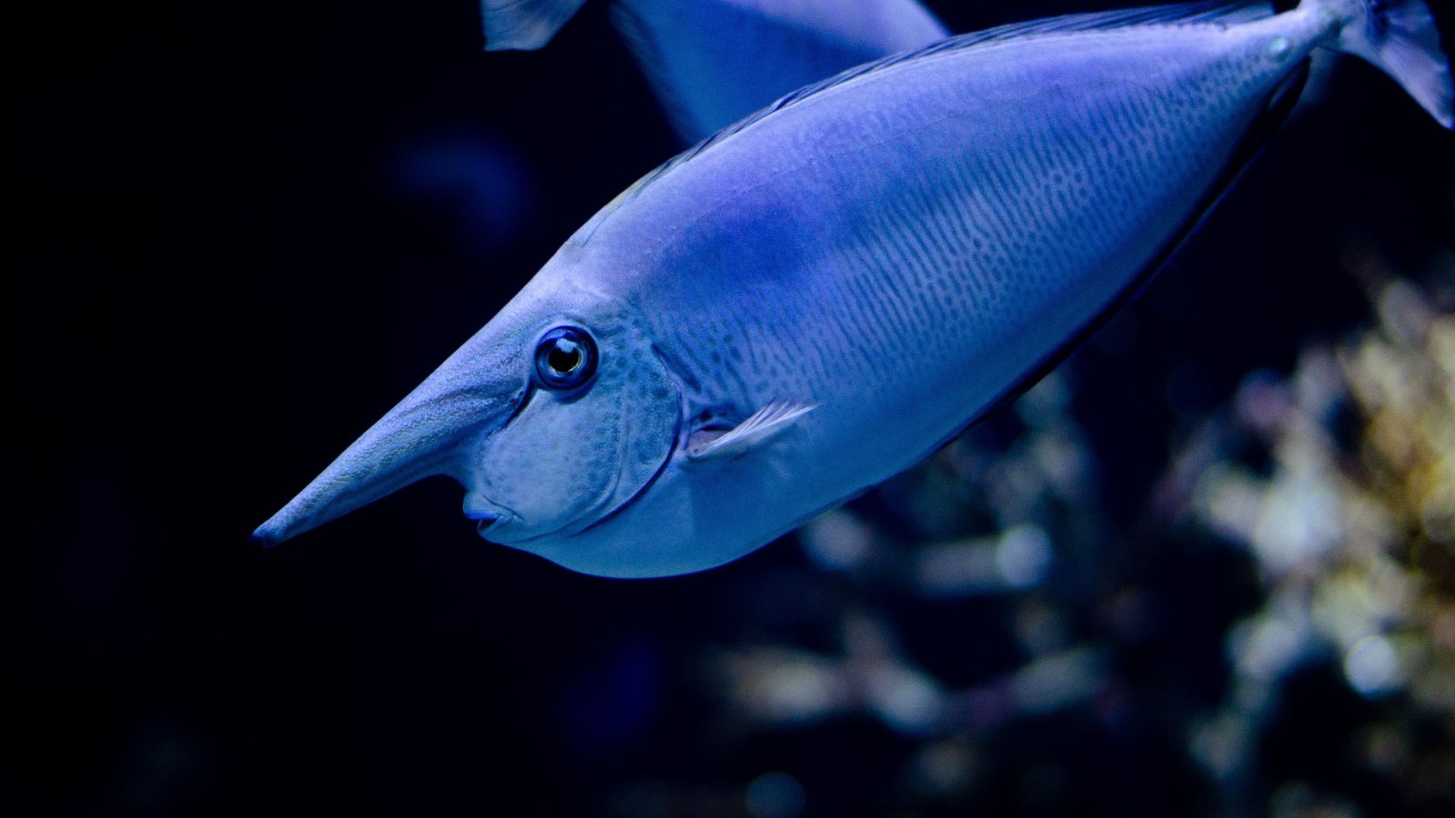 Большая синяя морская рыба