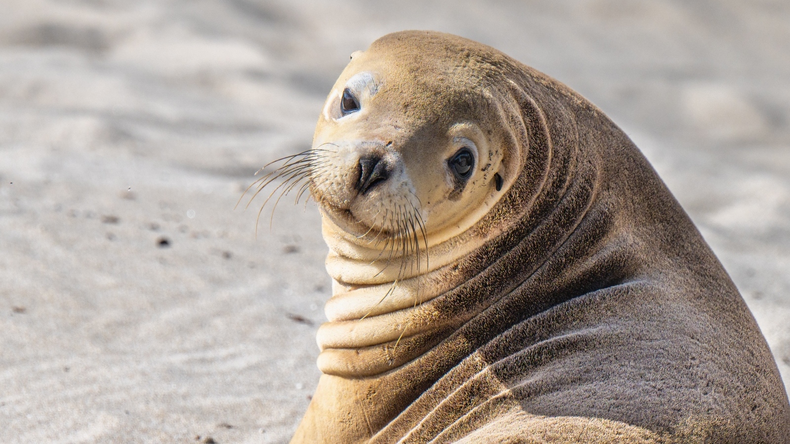 Морской лев лежит на песке