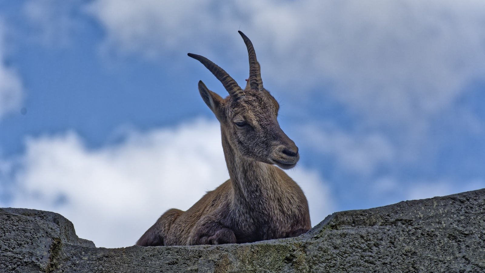 Газель с острыми рогами отдыхает на камне