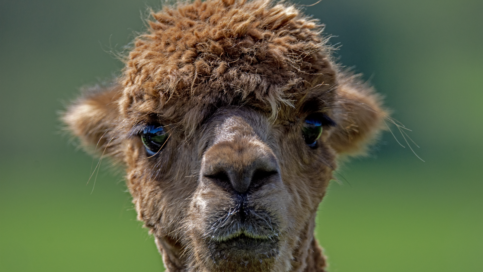 Морда альпаки крупным планом