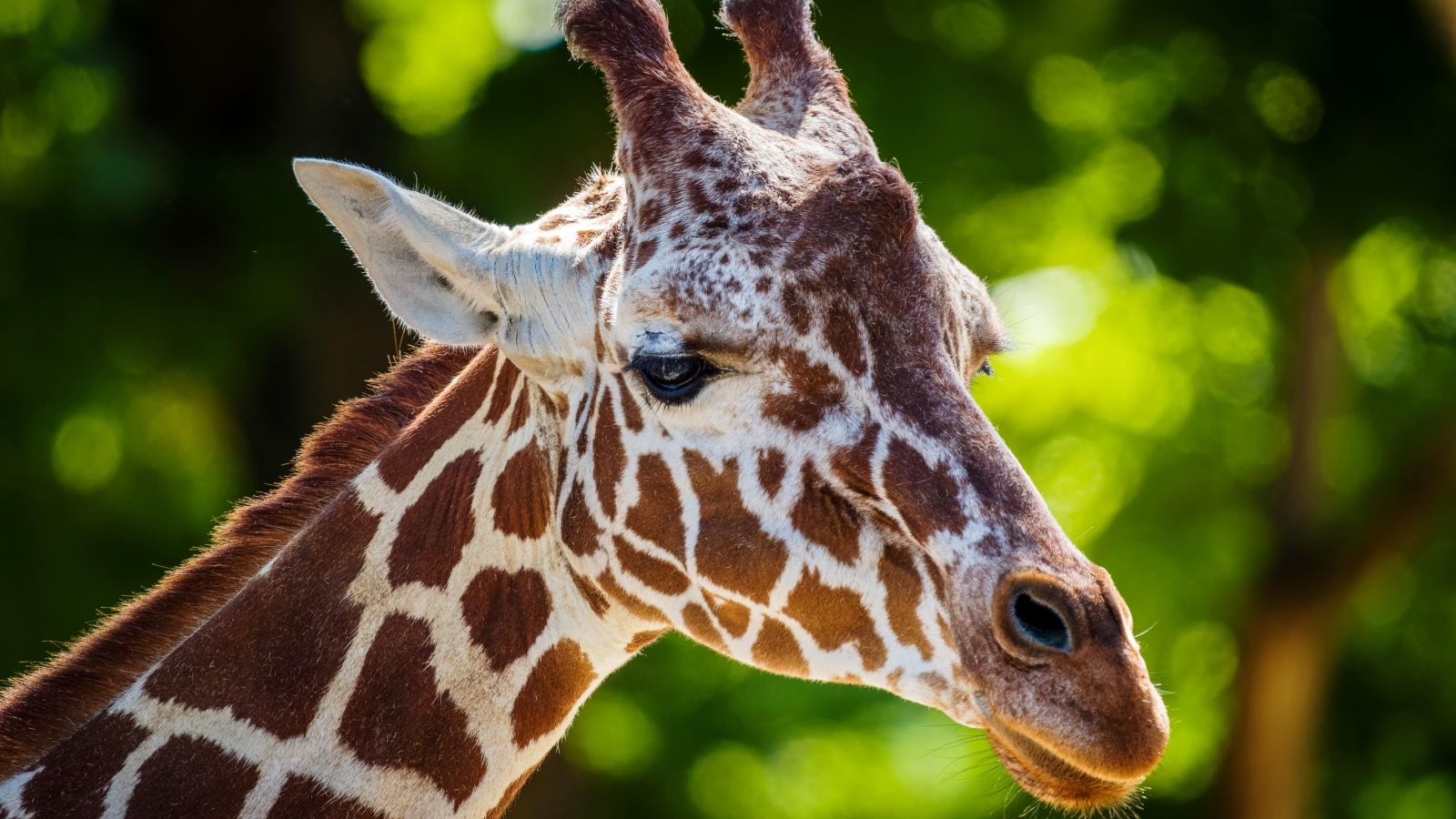 Морда пятнистого жирафа крупным планом