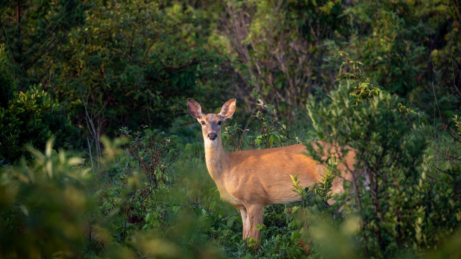 Олень стоит в зарослях в лесу