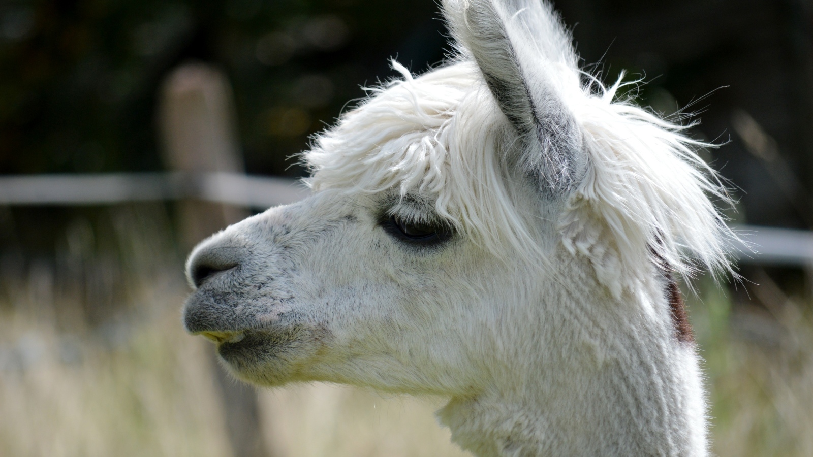 Голова белой ламы крупным планом