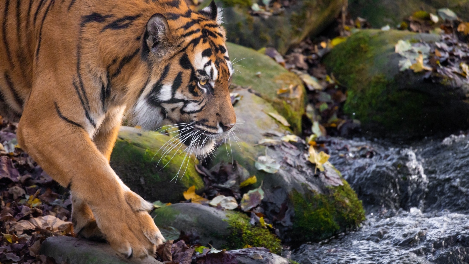 Большой полосатый тигр идет к воде