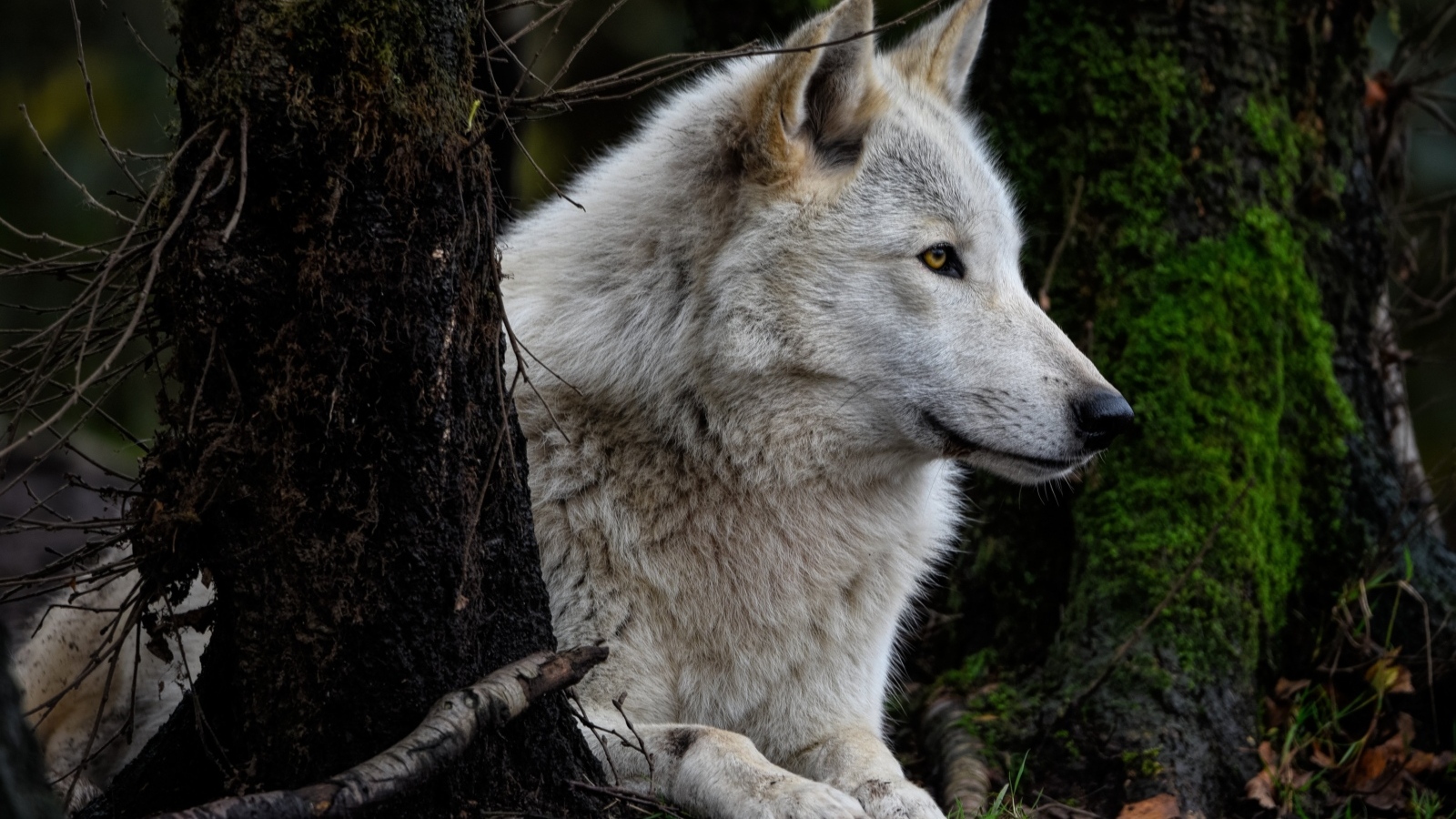 Большой серый волк лежит в  лесу у деревьев