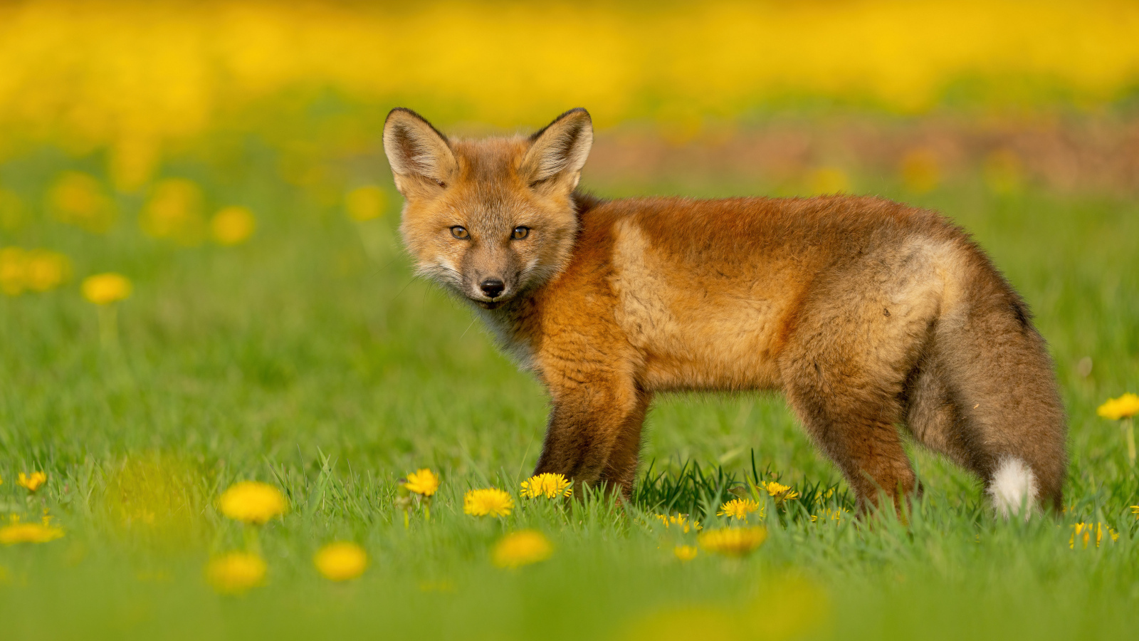 Little fox on the grass with dandelions