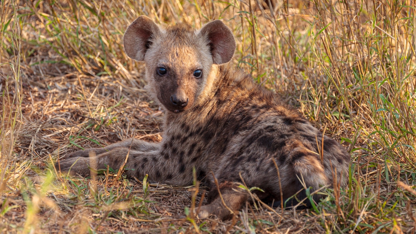 Little hyena lies in the grass