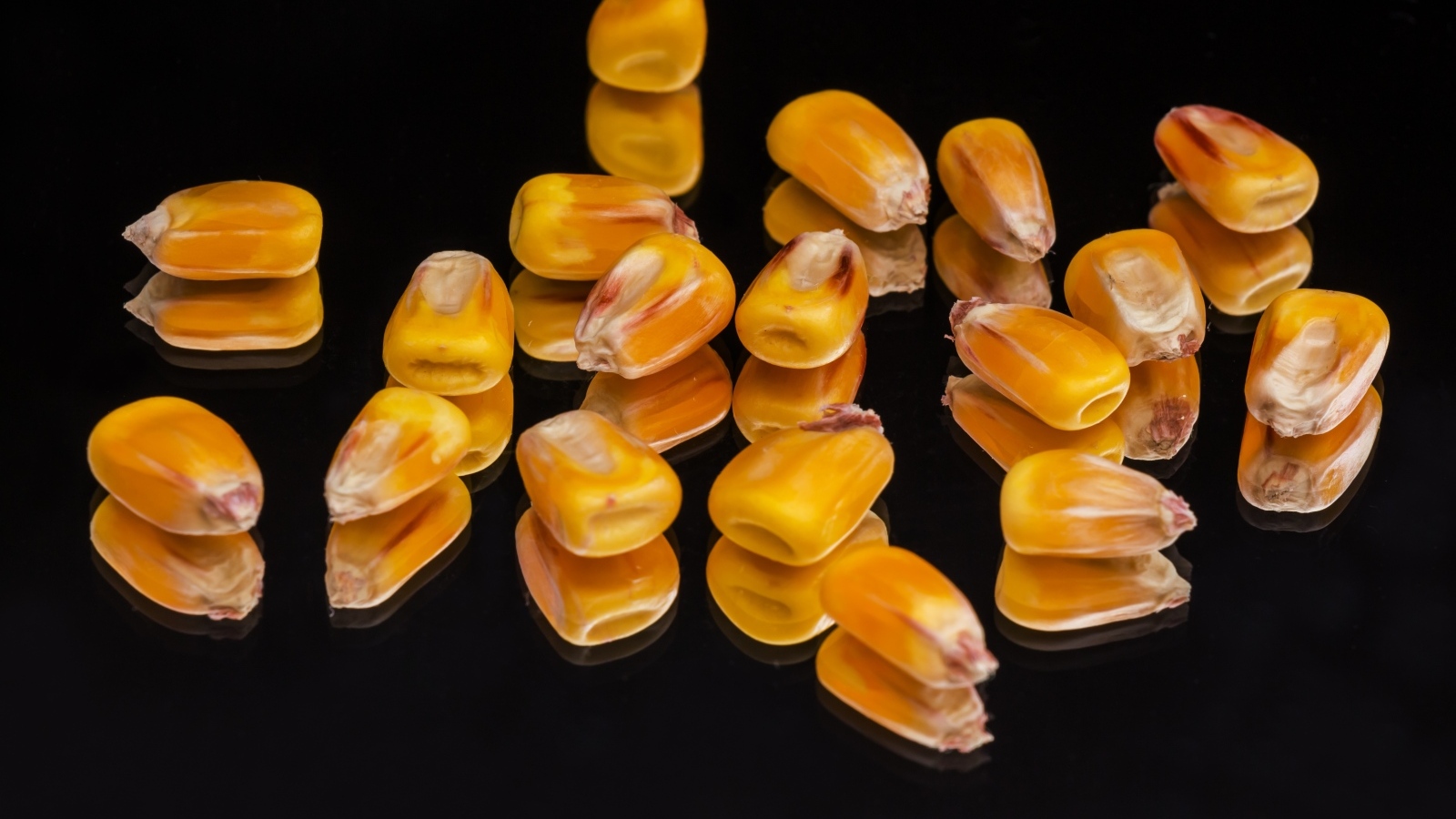 Зерна кукурузы на черном фоне