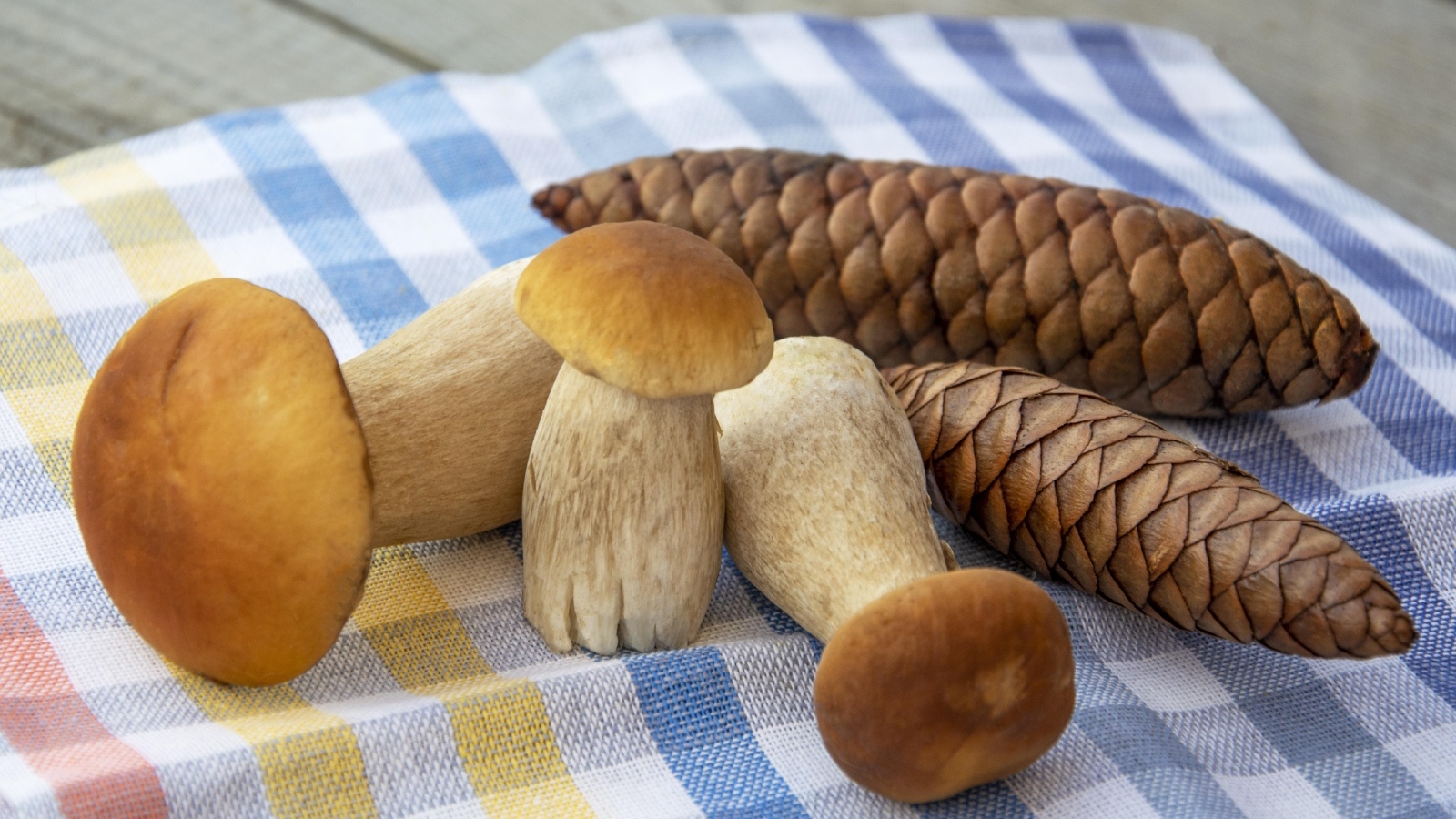 Белые грибы с шишками на столе