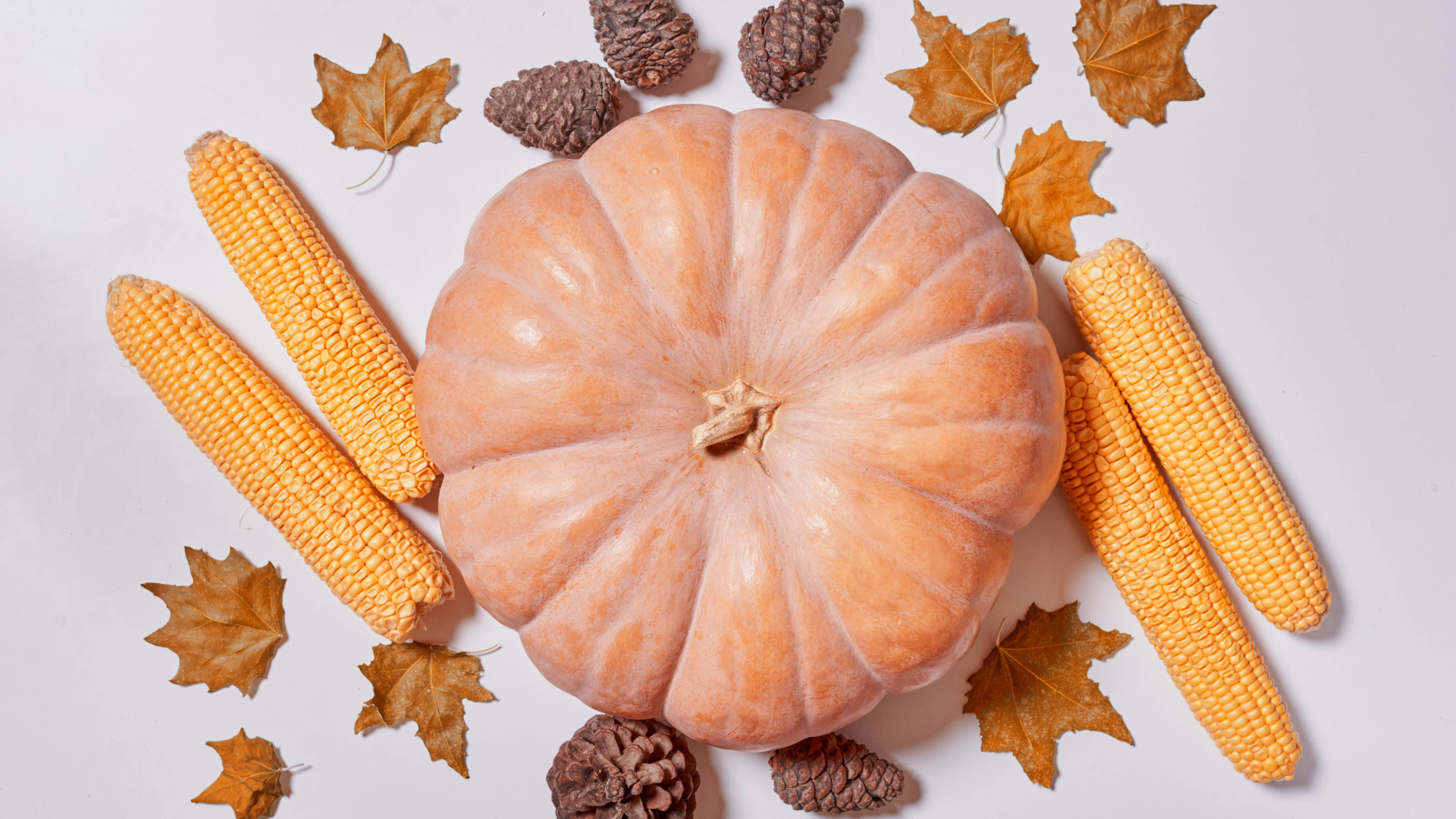 Тыква, кукуруза и  шишки на белом фоне
