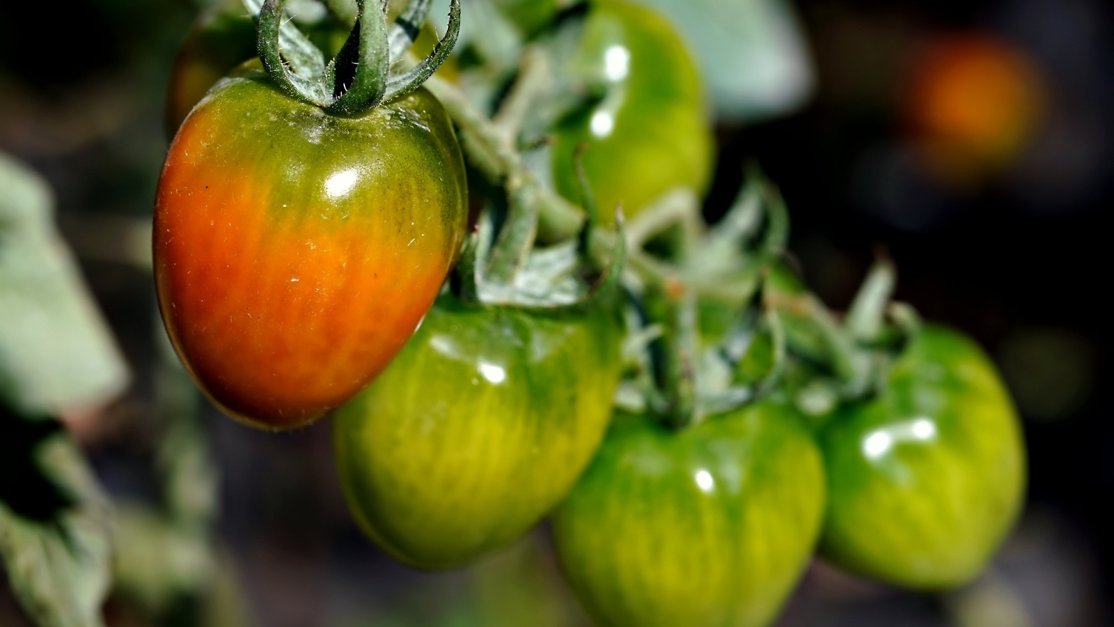 Созревающие томаты на ветке