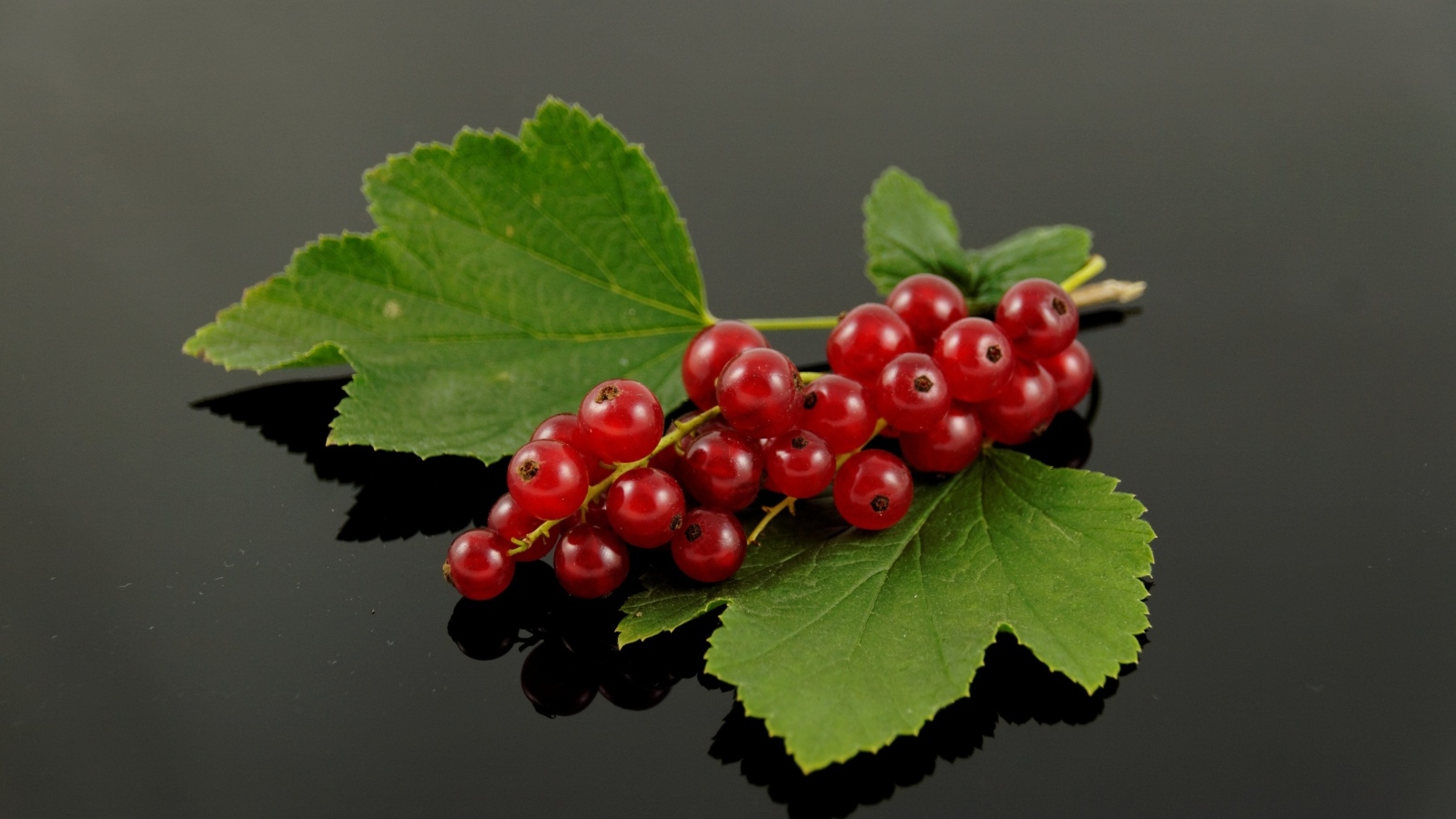 Гроздь красной смородины с зелеными листьями на сером фоне