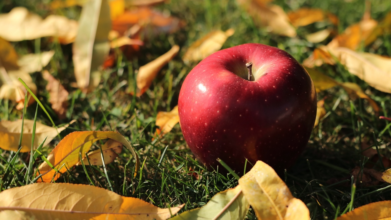 Большое красное яблоко лежит на траве с листвой