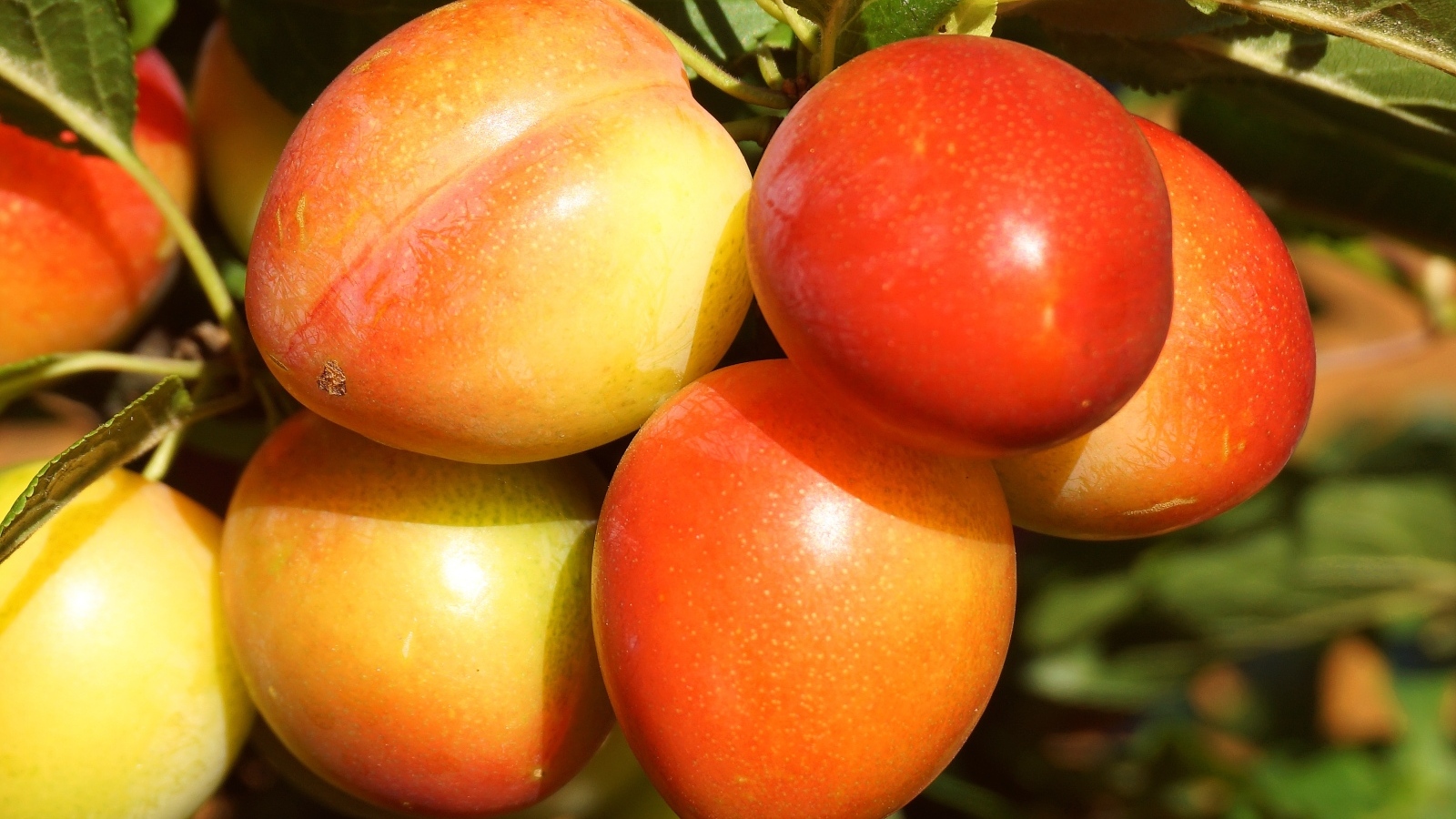 Красивые оранжевые сливы на ветке