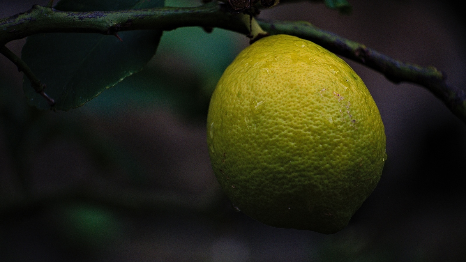 Большой лимон спеет на дереве