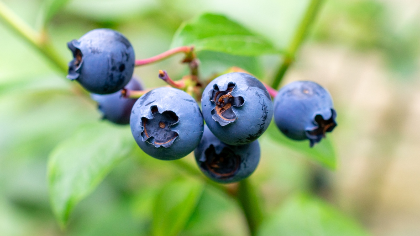 Синие ягоды лесной черники крупным планом