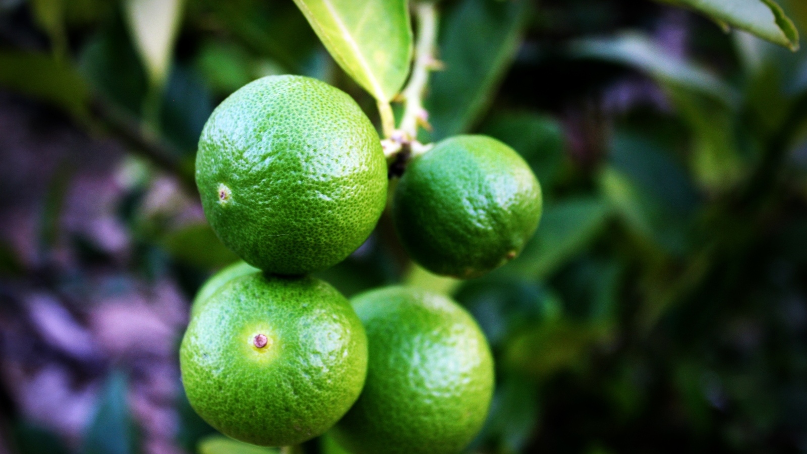 Зеленые лаймы на ветке дерева