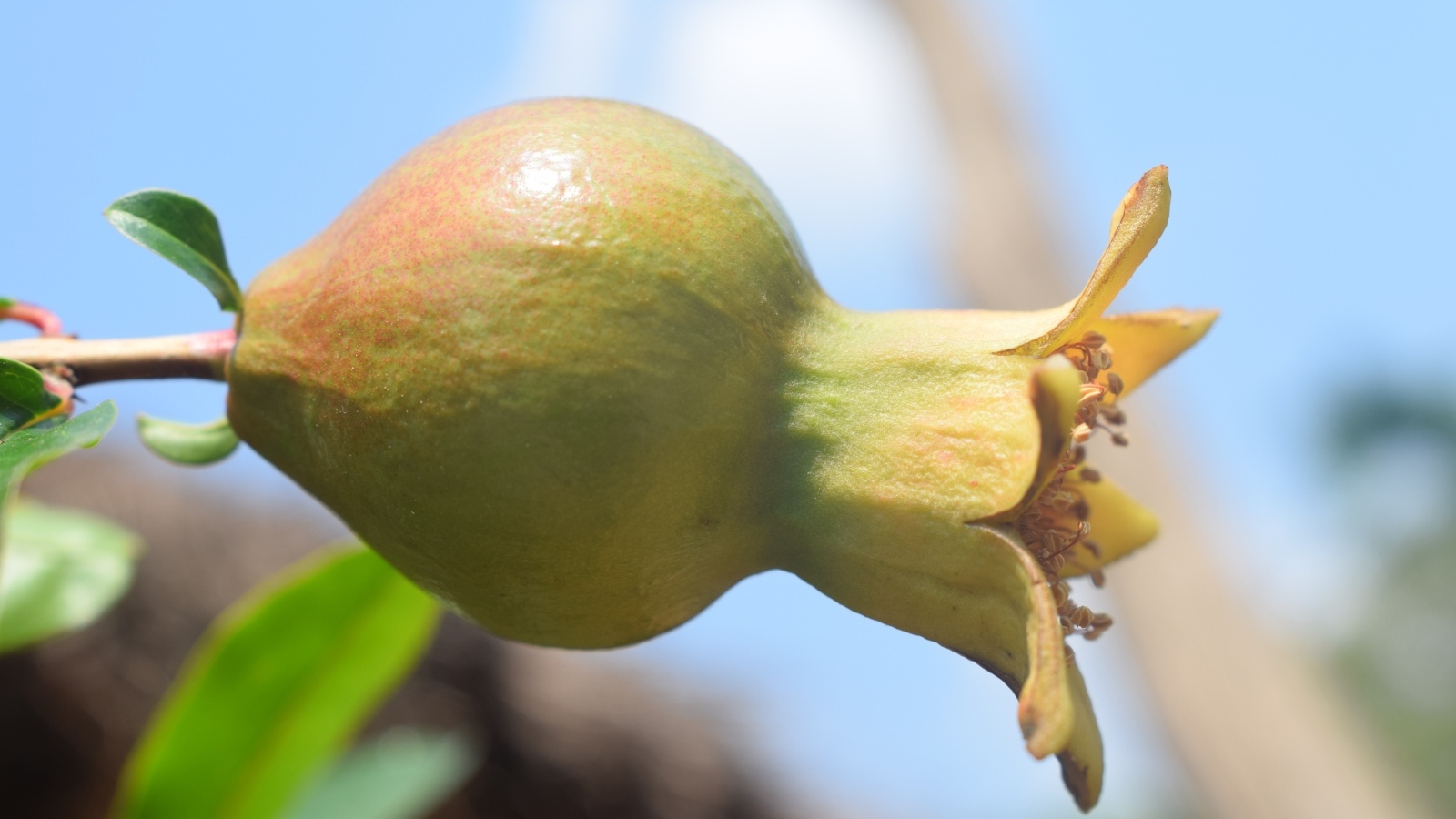 Плод граната созревает на ветке дерева