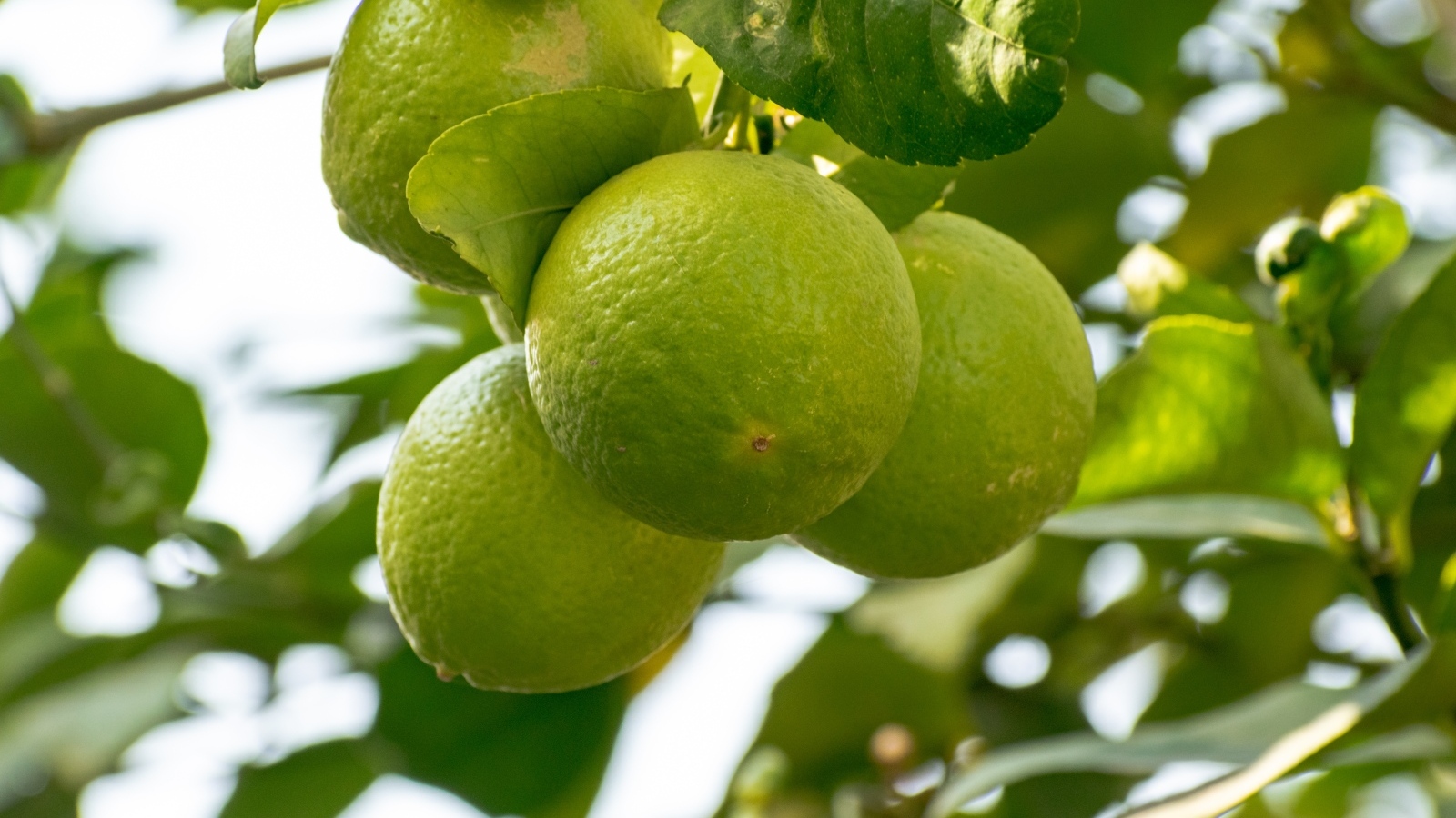 Три зеленых лайма  на ветке дерева