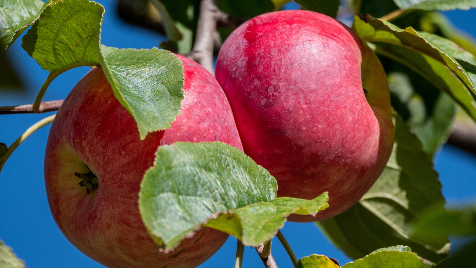 Два больших сочных яблока на ветке