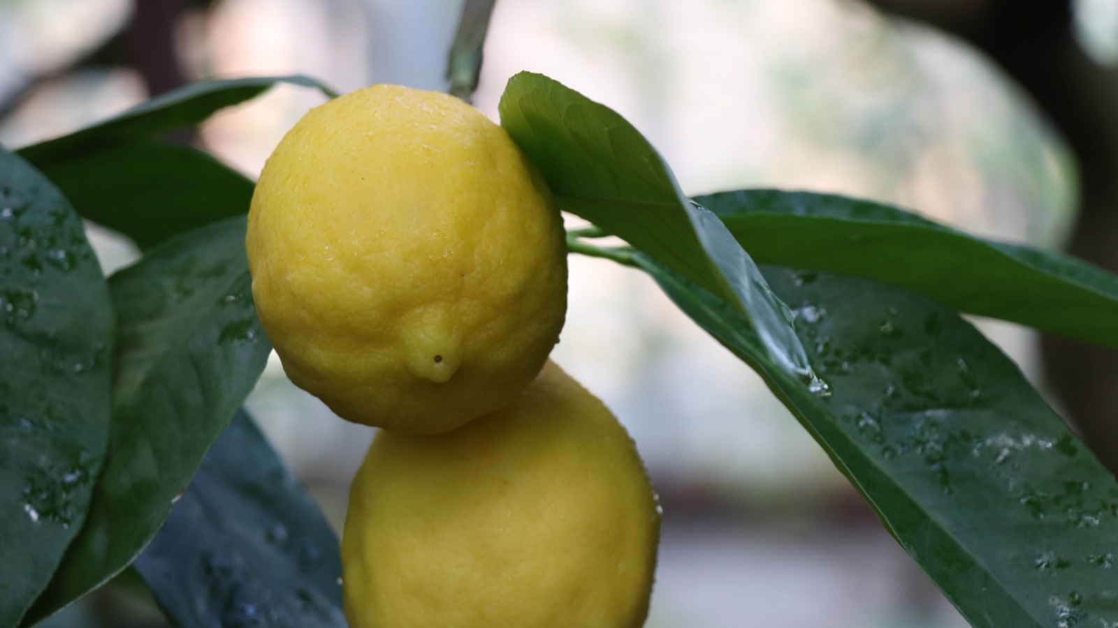 Два желтых лимона на ветке в листьях