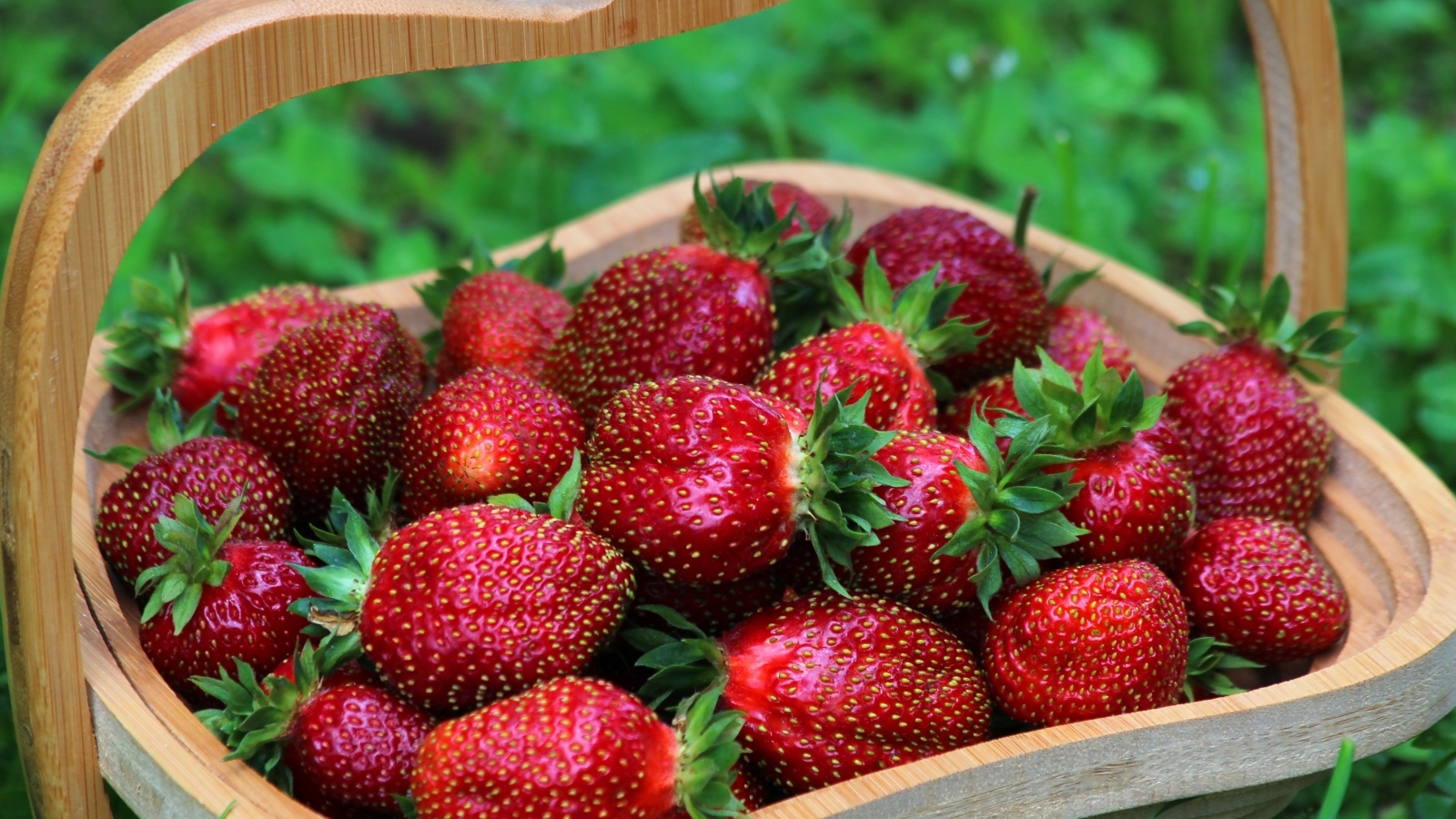Деревянная корзина вкусной сладкой спелой клубники