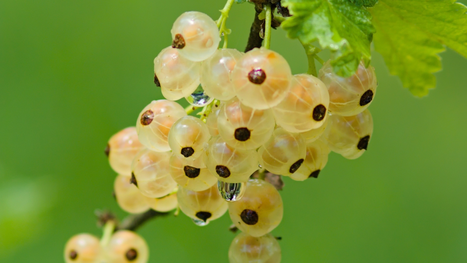 Желтая смородина на ветке крупным планом