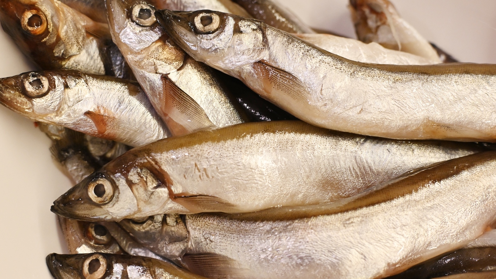 Свежая рыба мойва крупным планом