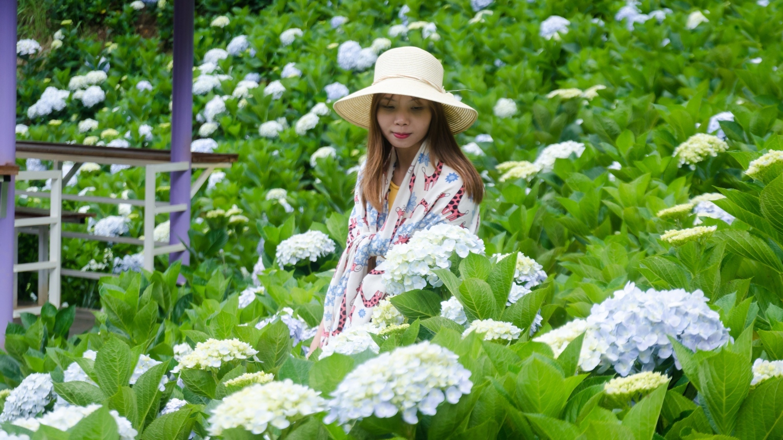 Девушка азиатка сидит в цветах гортензии