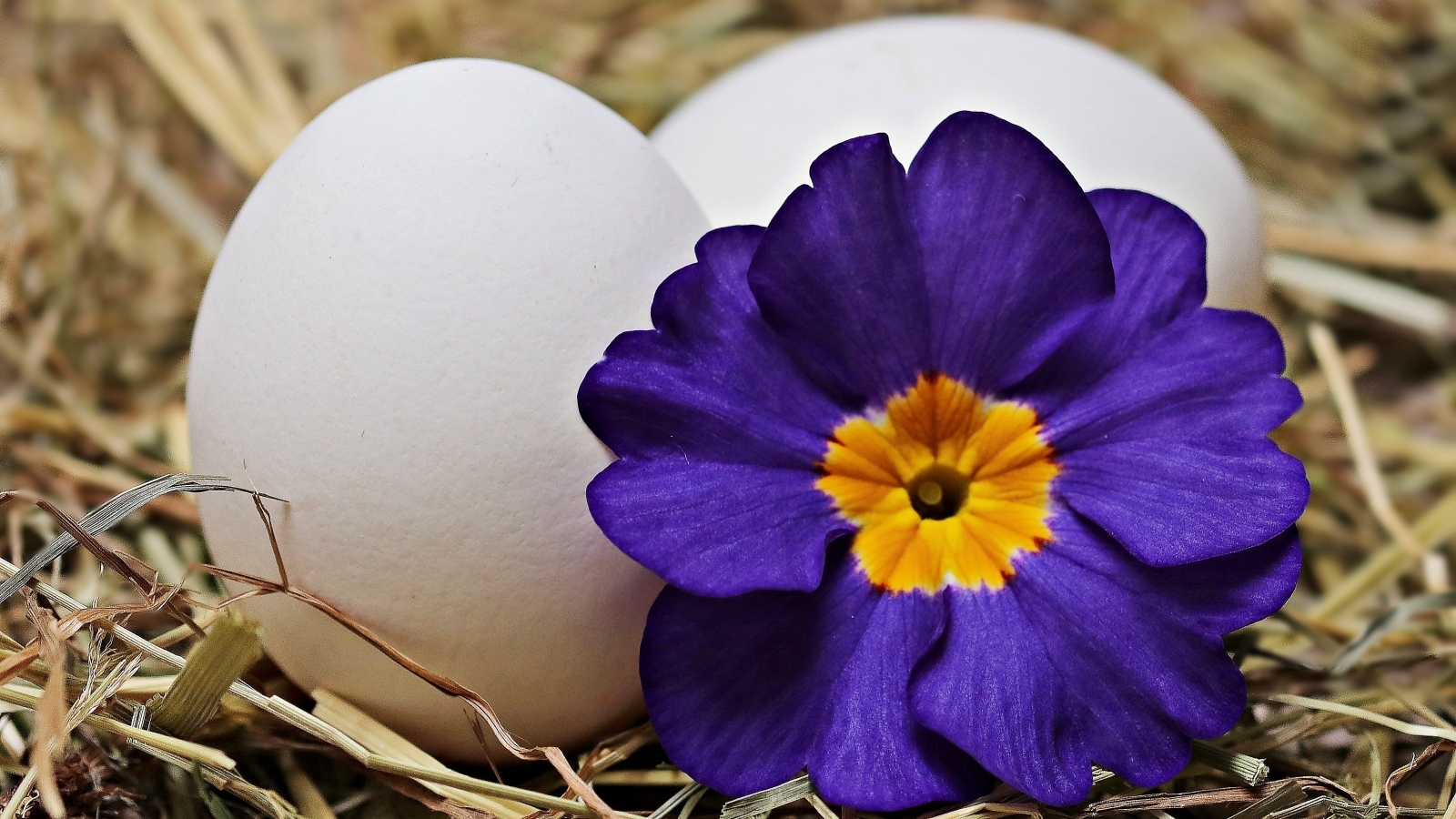 Два белых яйца с цветком на Пасху