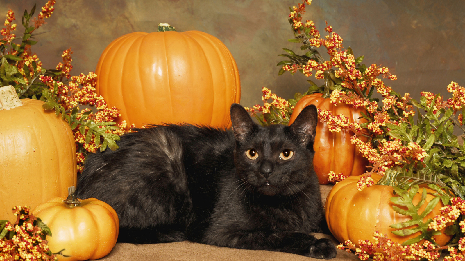 Черный кот с тыквами на Хэллоуин