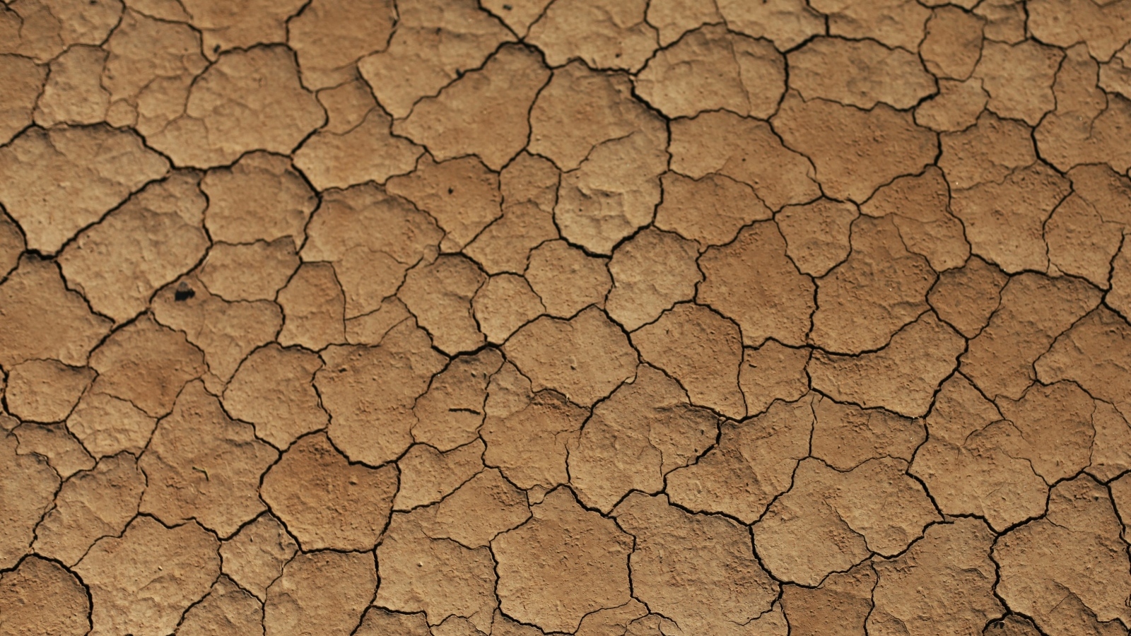 Трещины на сухой земле 