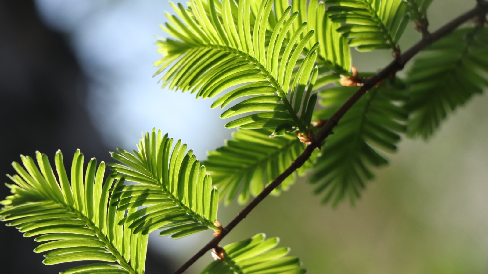 Зеленые молодые листья дерева весной