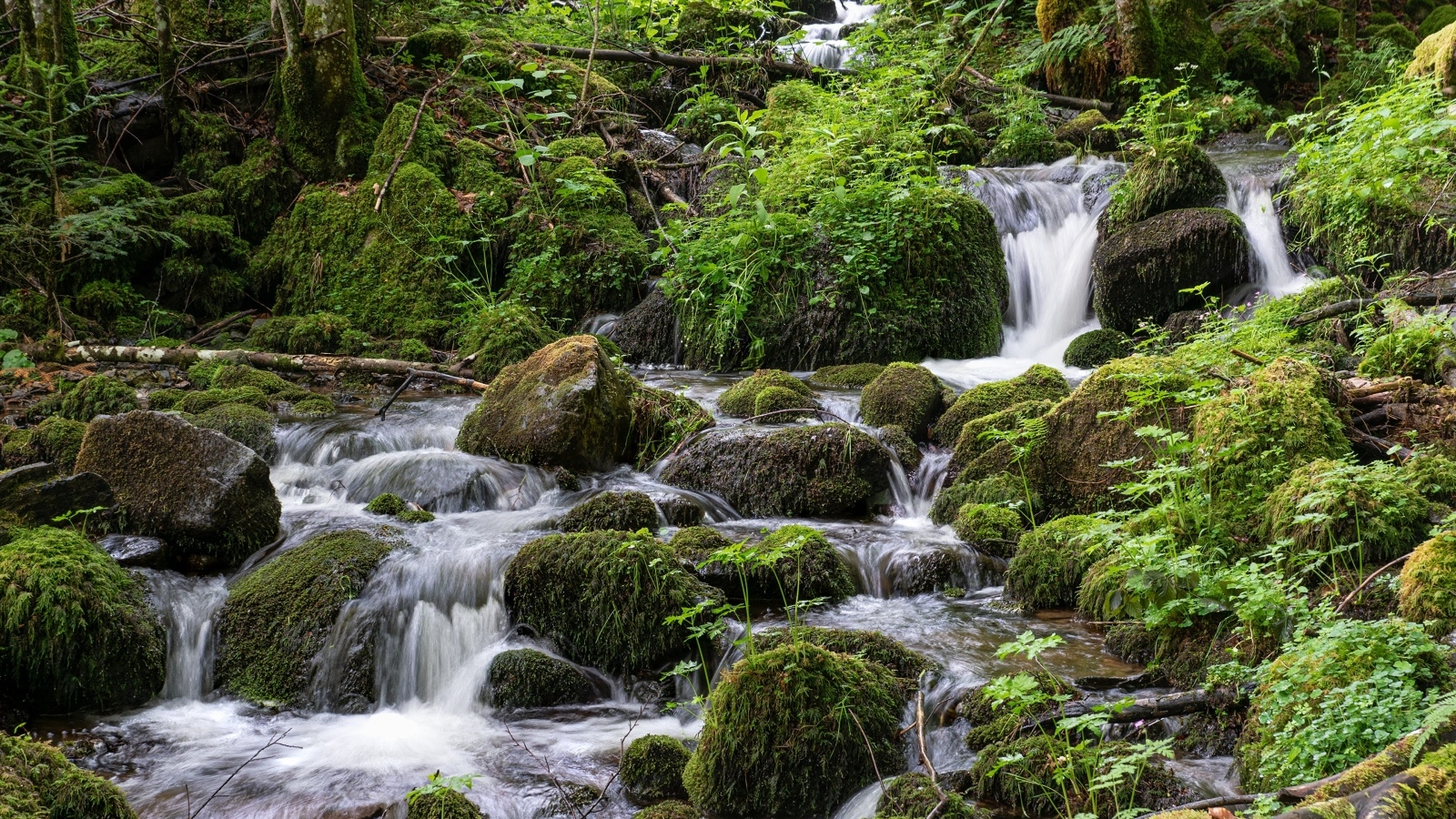 Большие покрытые мхом камни в лесном ручье